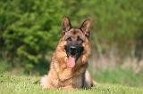 BERGER ALLEMAND 1368
